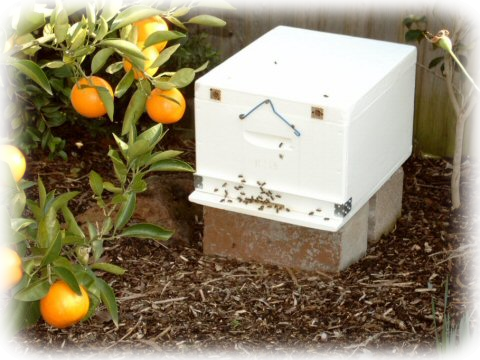 Bees transferred into hive