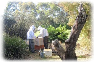 Hive inspection in Belgrave South