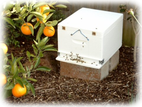 Our first bees after the transfer into a hive Bees transferred into hive