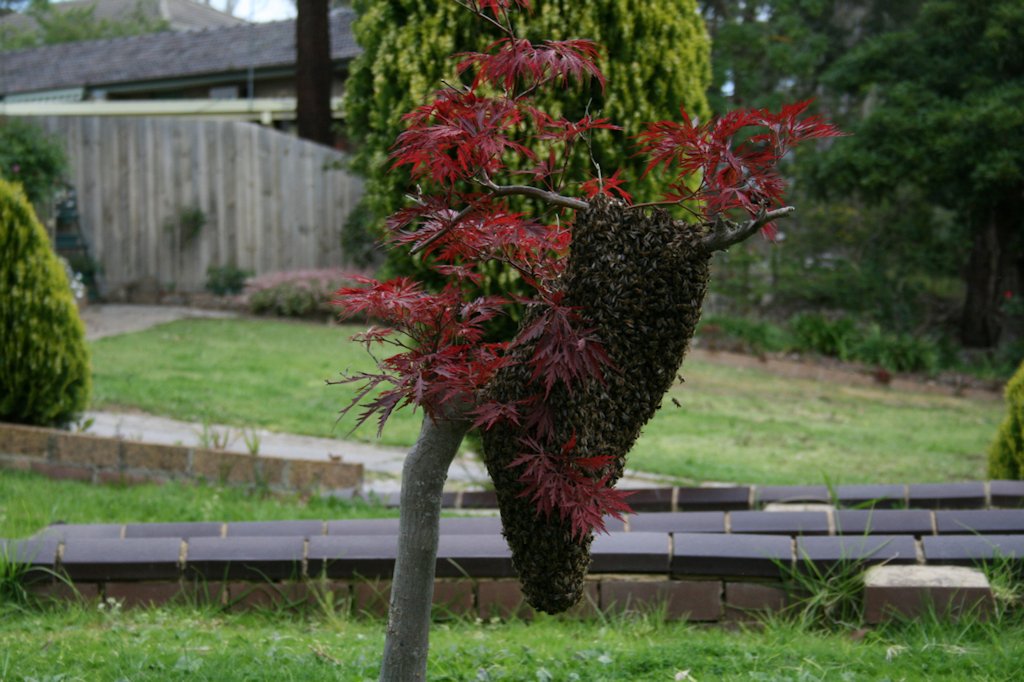 maple swarm