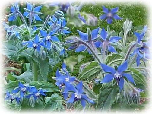 Borage Borage