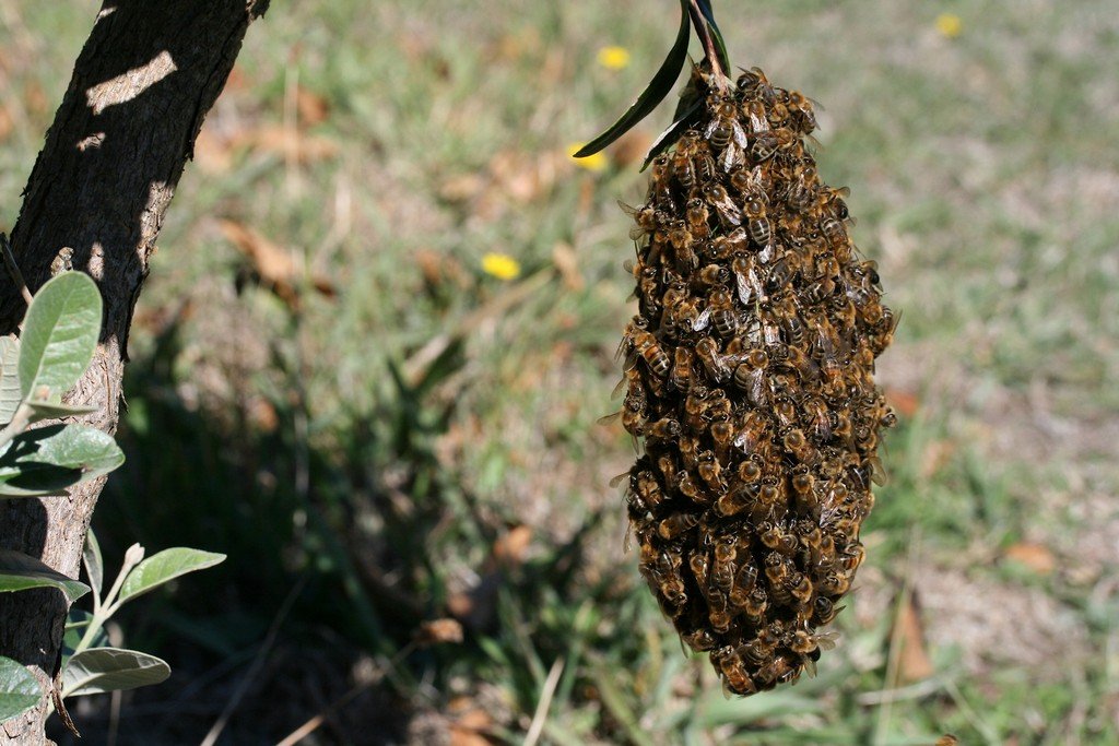 tiny swarm