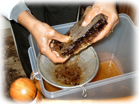 Our 1st Honey First Honey