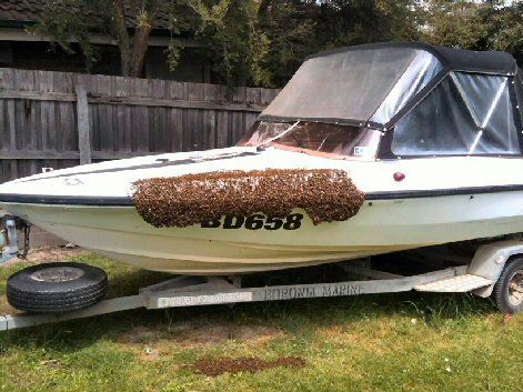 swarm on boat swarm fishing trip