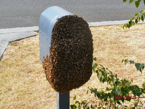 Bee Swarm on letter box Swarm on letter box